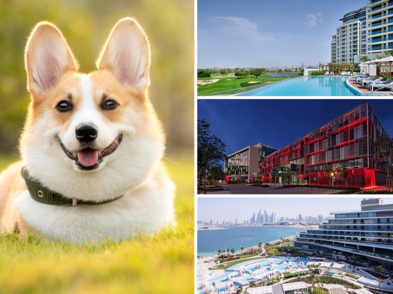 Pet-friendly hotels in Dubai
