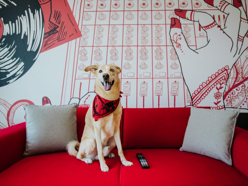 Pet Friendly Places Pet Resort Spas Pet Cafes Parks Time Out Dubai Pet Friendly Places Pet Resort Spas Pet Cafes Parks Time Out Dubai