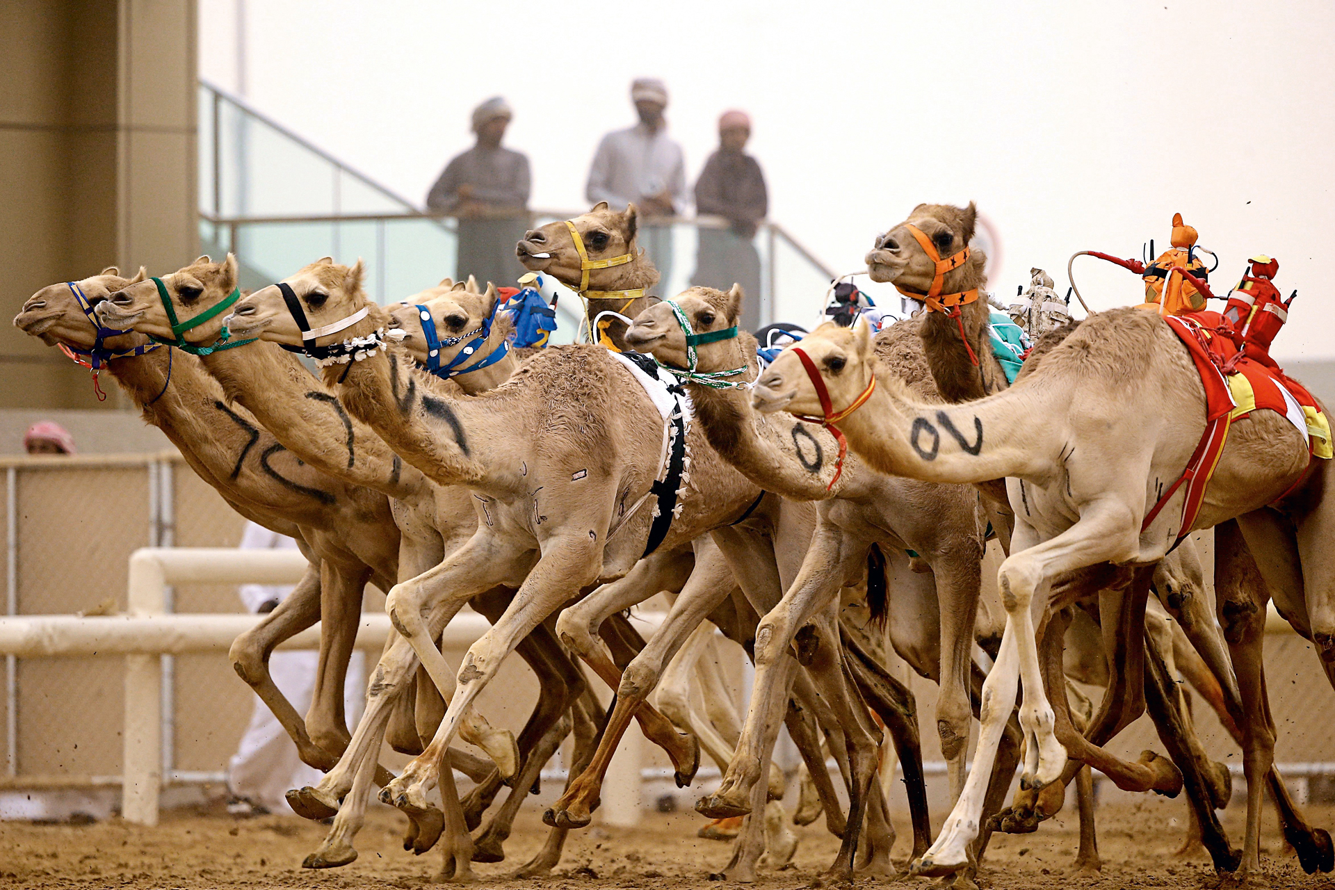 Al Marmoom camel racing returns | Time Out Dubai