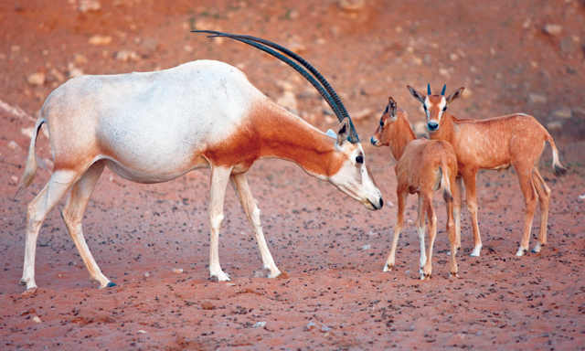 Animal conservation in Dubai | Time Out Dubai Animal conservation in Dubai | Time Out Dubai