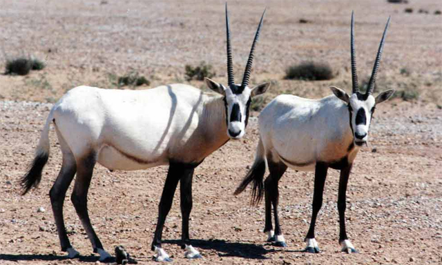 New Al Ain hunting resort | Time Out Dubai New Al Ain hunting resort | Time Out Dubai