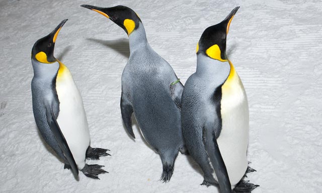 VIDEO: Meet Dubai penguins | Time Out Dubai VIDEO: Meet Dubai penguins | Time Out Dubai
