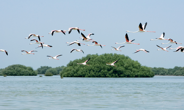 Things to do in Umm Al Quwain | Time Out Dubai