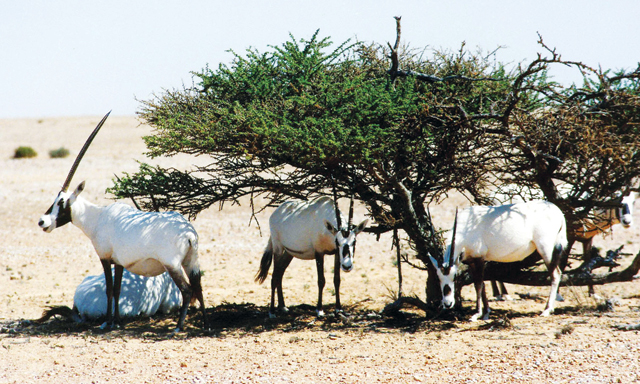 Wildlife in the UAE | Time Out Dubai Wildlife in the UAE | Time Out Dubai