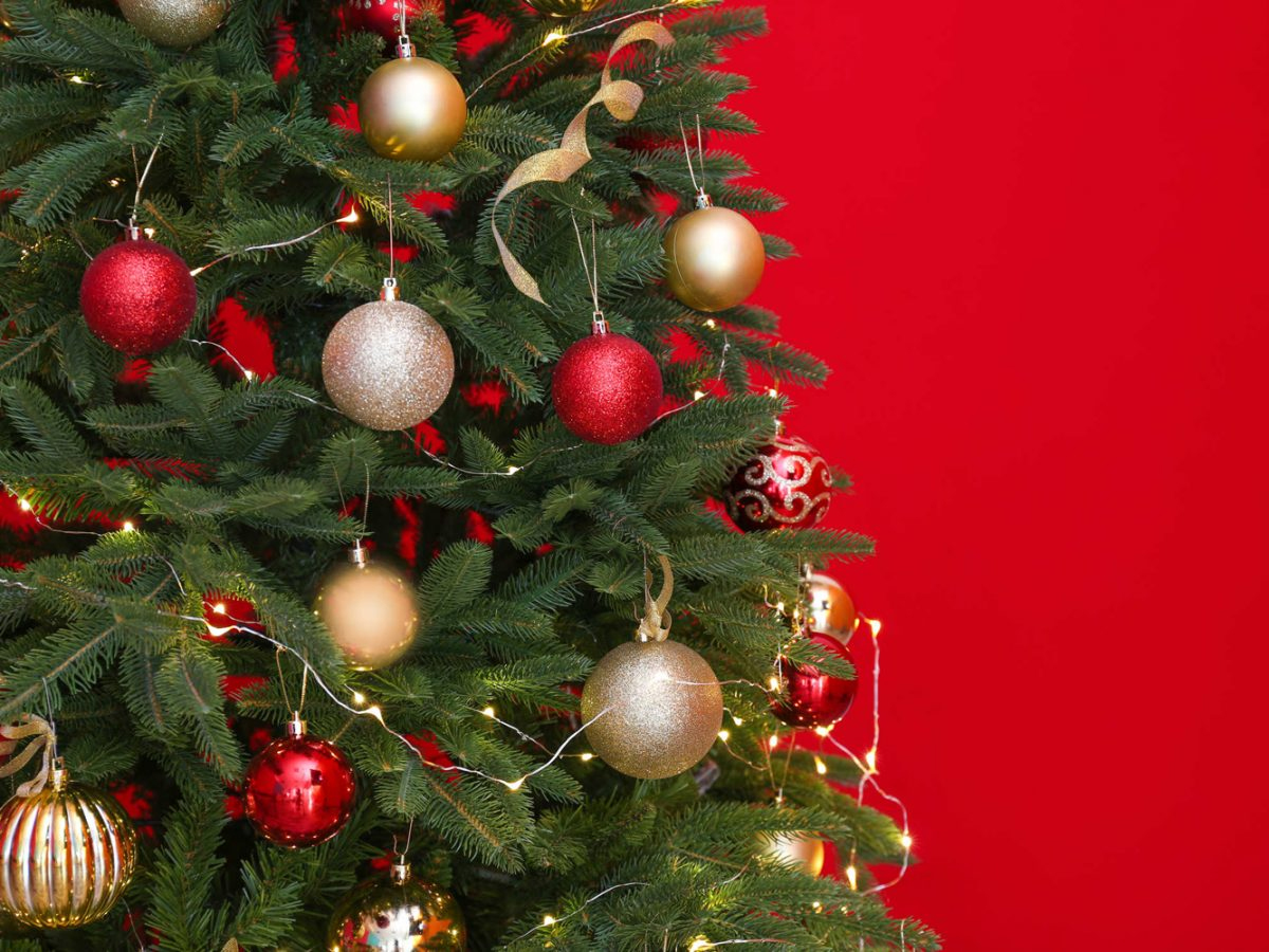 Buy christmas shop tree real