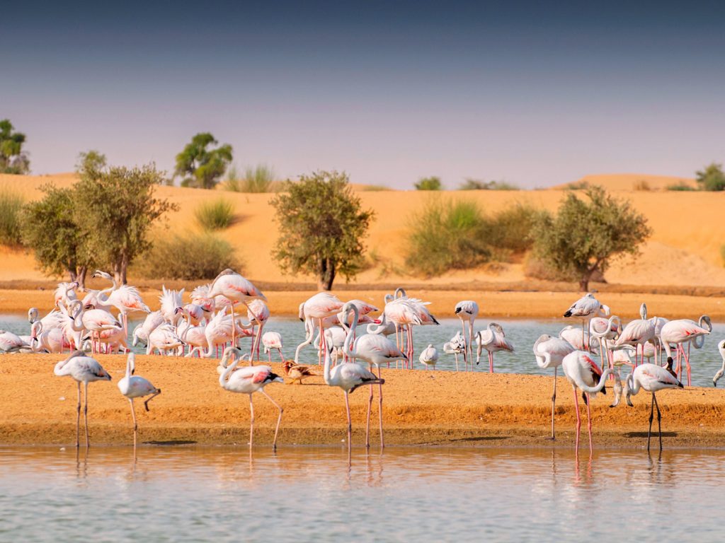 Animals in the UAE: Where to see animals in the wild