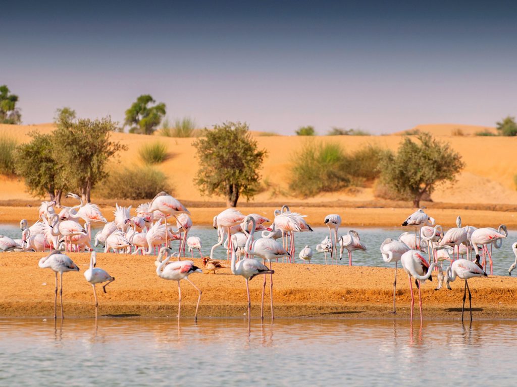 Animals in the UAE: Where to see animals in the wild Animals in the UAE: Where to see animals in the wild