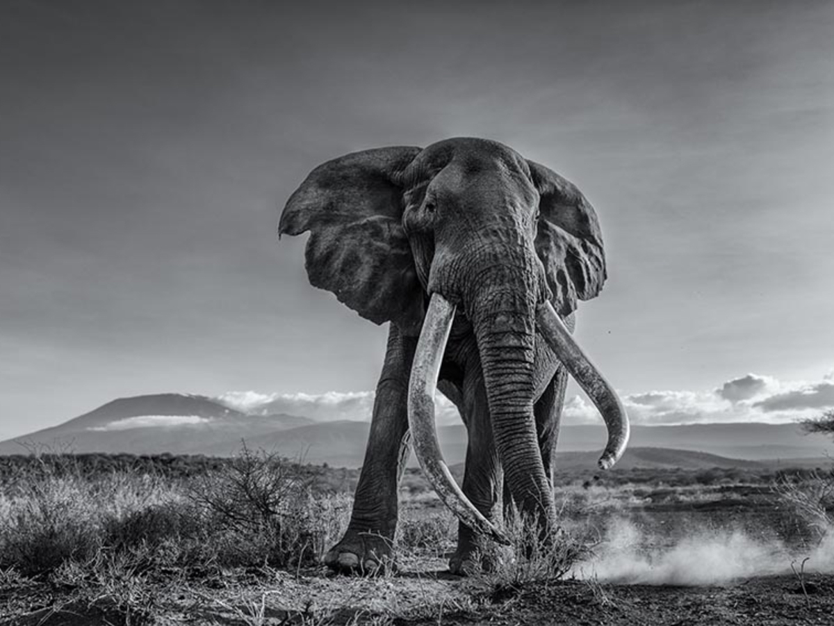 Extraordinary Animal Abilities: Nature's Marvels and Masterpieces