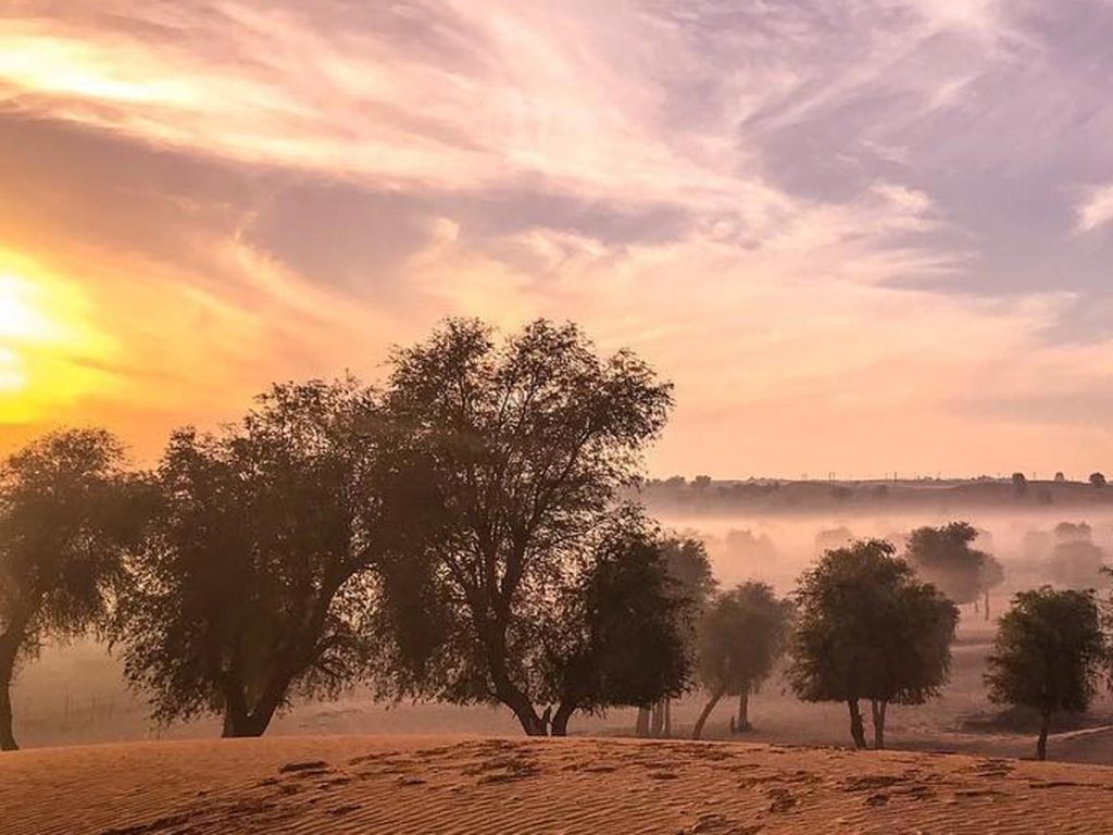 Experience The UAE Through Its Tranquil Forests: A Journey Beyond The Desert