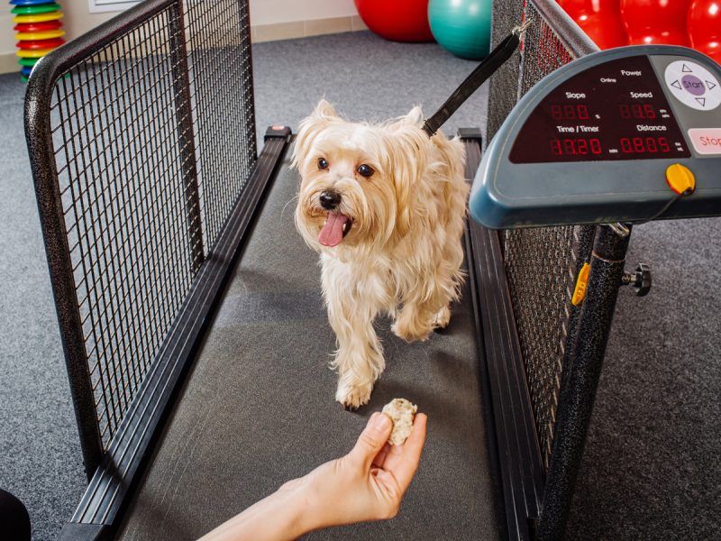 UAE's first indoor dog gym: dog on a treadmill running for a treat