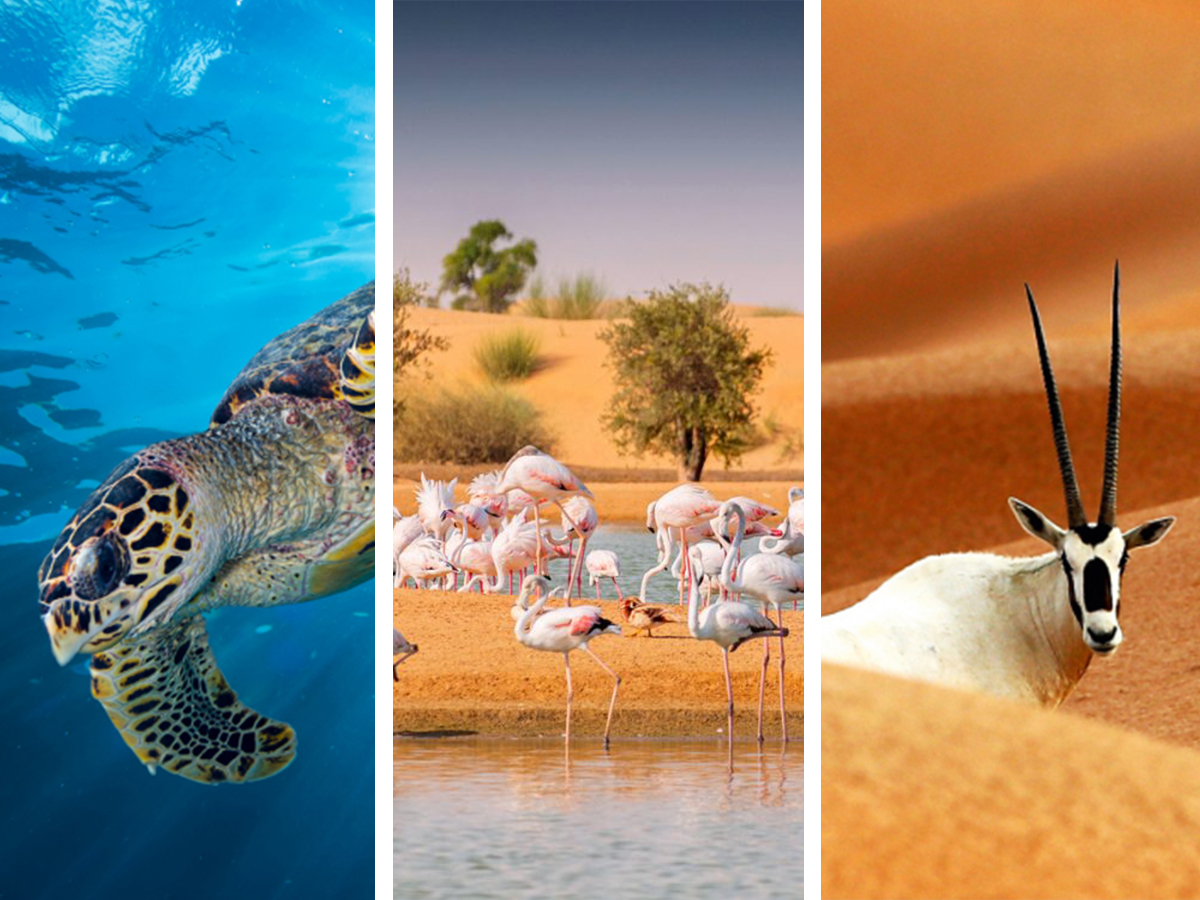 Animals in the UAE: Where to see animals in the wild Animals in the UAE: Where to see animals in the wild
