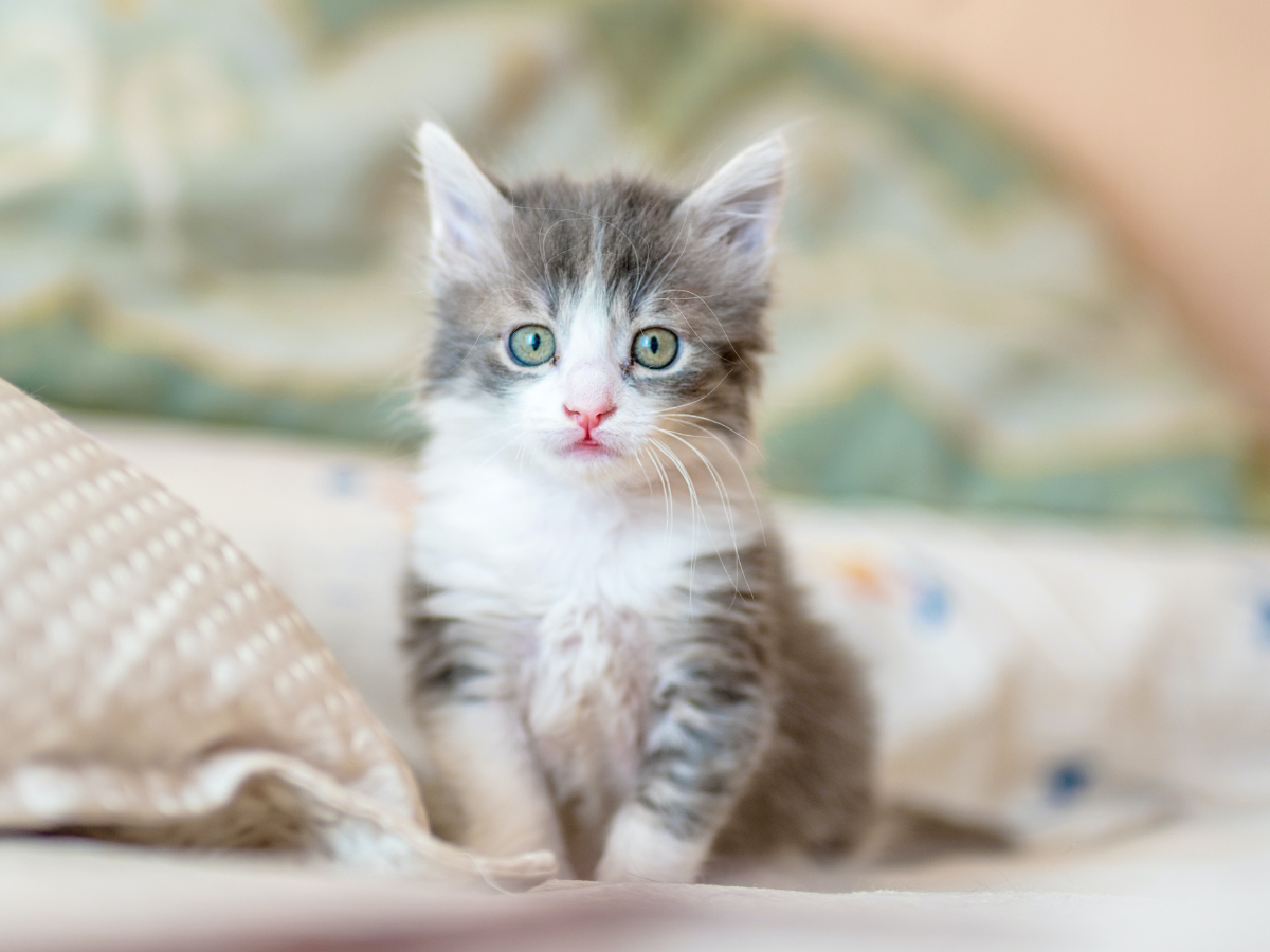 Fluffy sitters sales