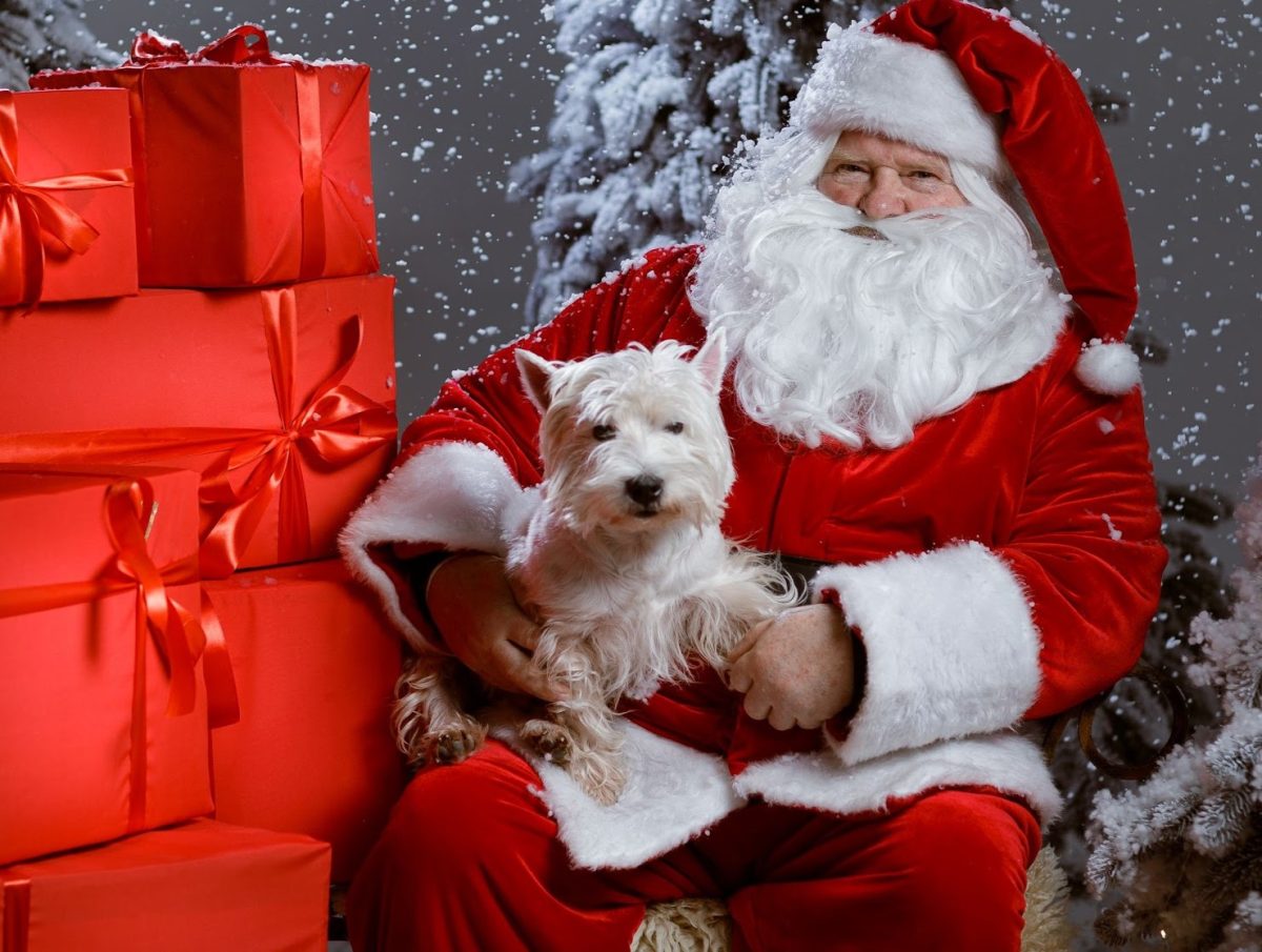 Dogs 2025 in christmas