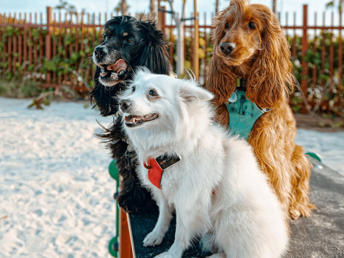 Dubai beach for dogs: Dubai Islands Beach Dog Park