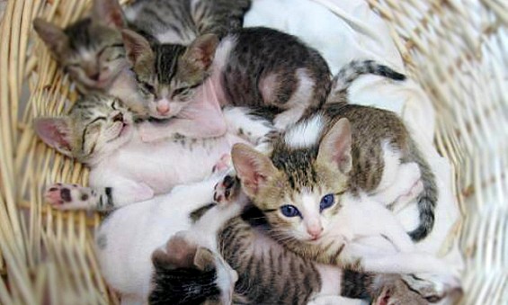 Cats in Dubai Things To Do Time Out Dubai Cats in Dubai Things To Do Time Out Dubai