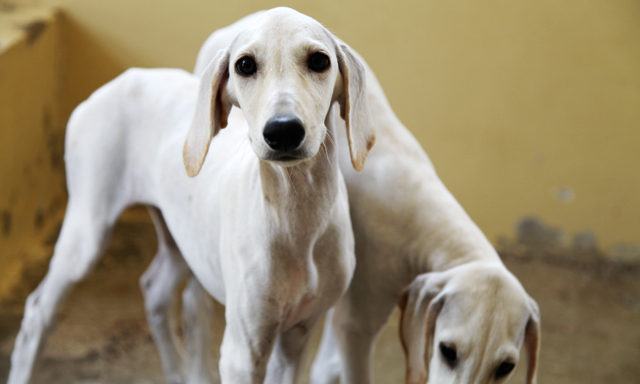 Visit dogs at the Saluki Centre | Things To Do | Time Out ...