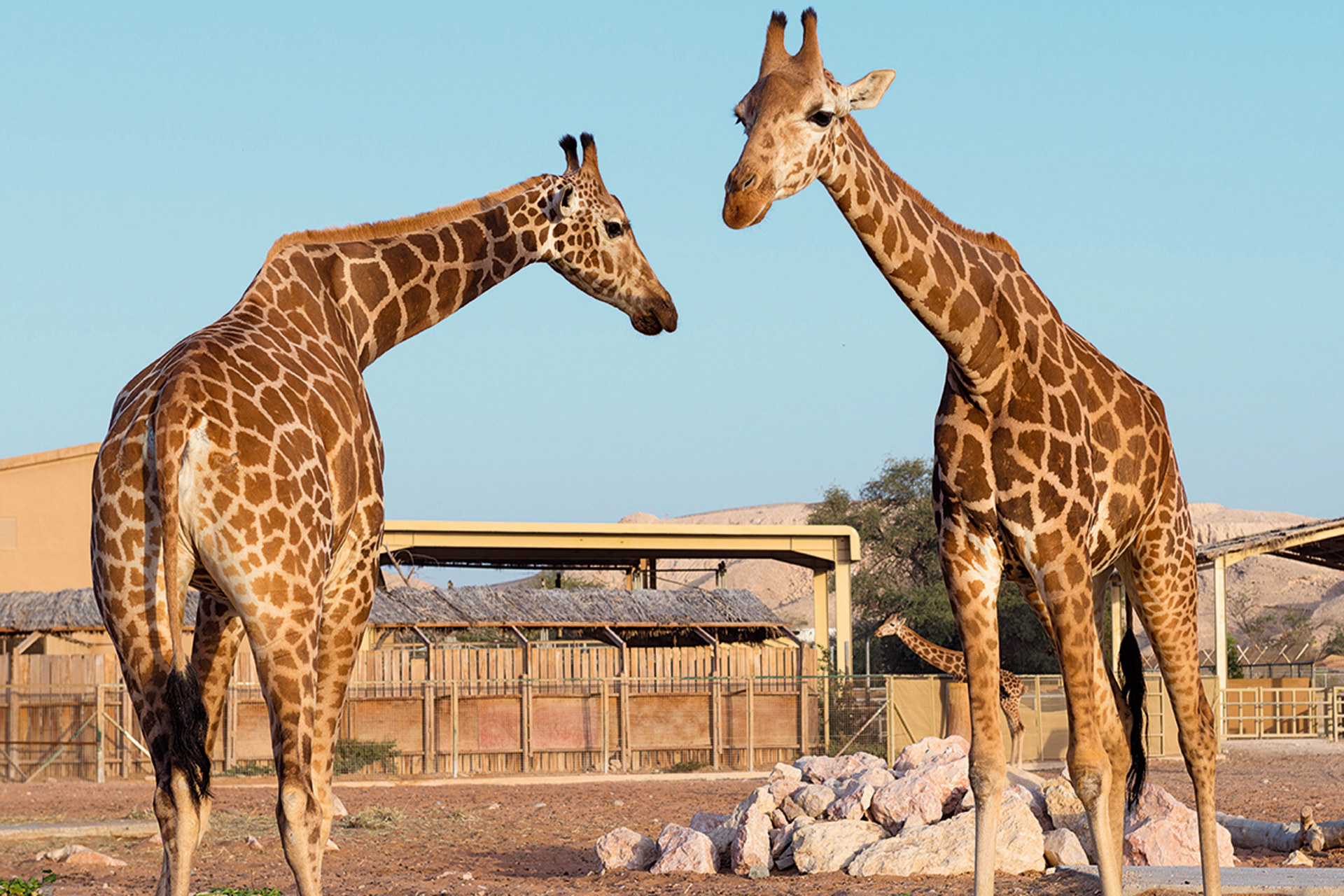 dubai safari park vs al ain zoo