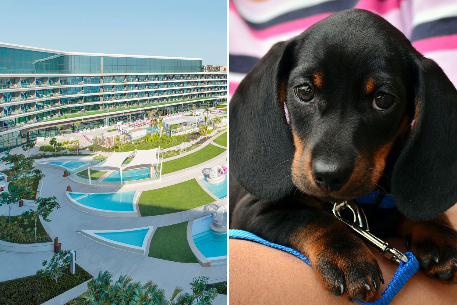 pet city hours pet city hours