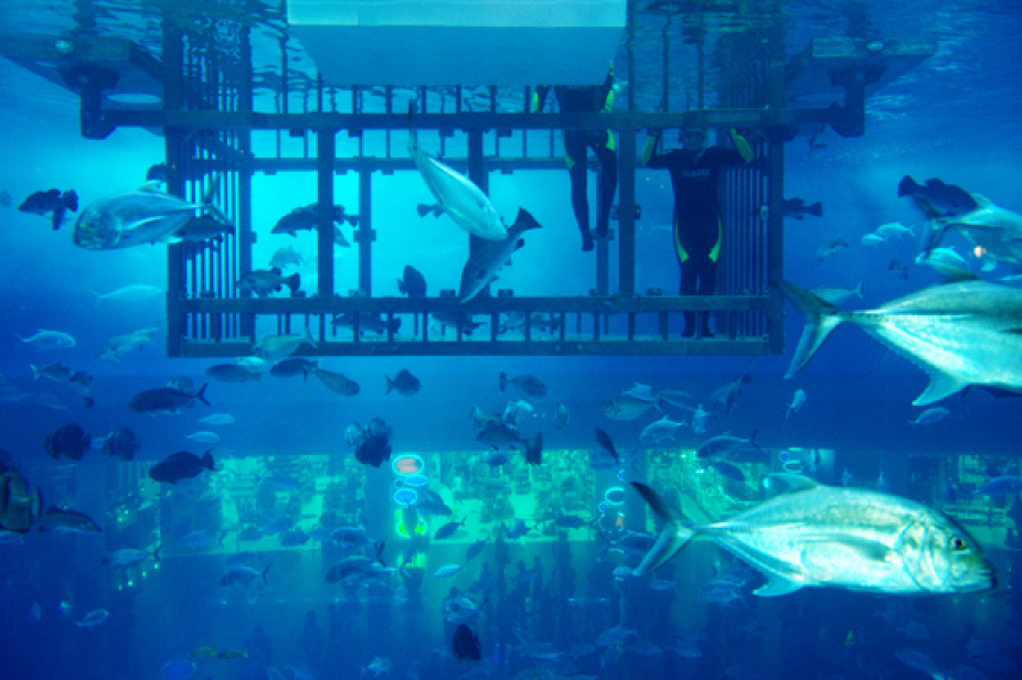 5 Best Aquariums In Dubai Things To Do Time Out Dubai