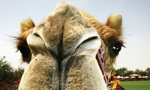 Camel Milk In Dubai Kids Time Out Dubai