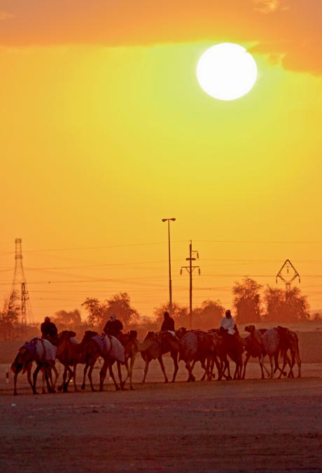 Camel Racing In Dubai Sport Wellbeing Sport Fitness The Knowledge Time Out Dubai
