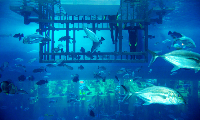 Aquarium Dubai Mall Oder Atlantis