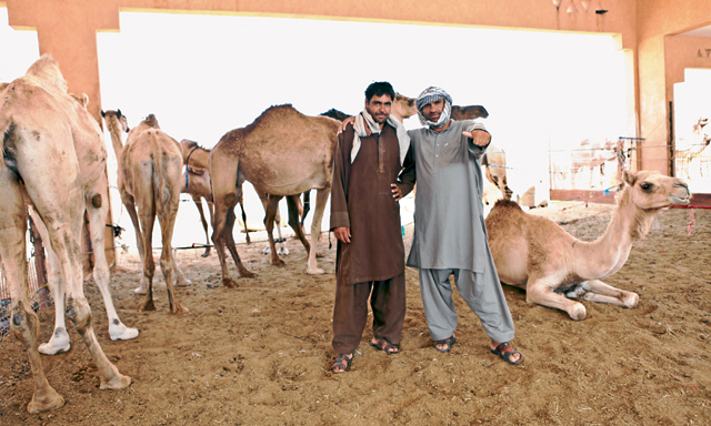 How To Buy A Camel In Dubai News Time Out Dubai