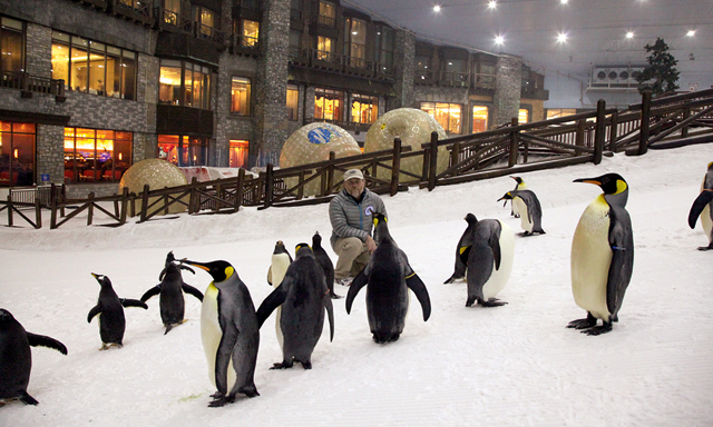 Penguin Research At Ski Dubai Kids Education Time Out Dubai