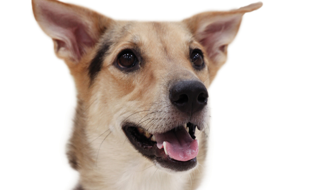 Dog And Pet Groups In Dubai Community Things To Do Culture Time Out Dubai