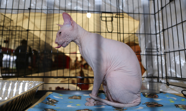 Dubai International Cat Show Things To Do Time Out Dubai