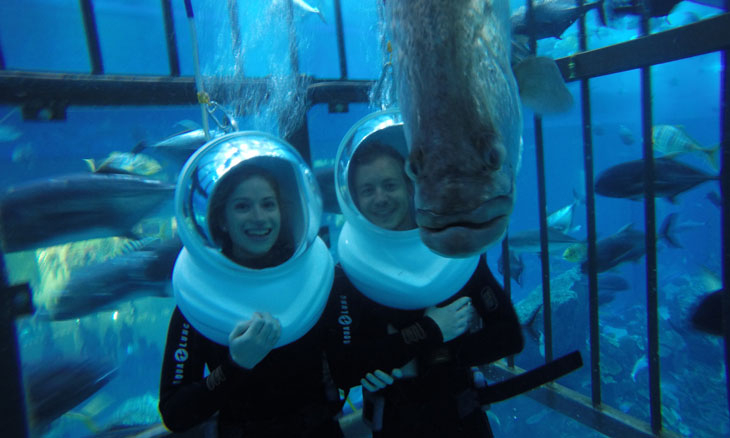 Shark Feeding At Dubai Aquarium Underwater Zoo Things To Do Time Out Dubai
