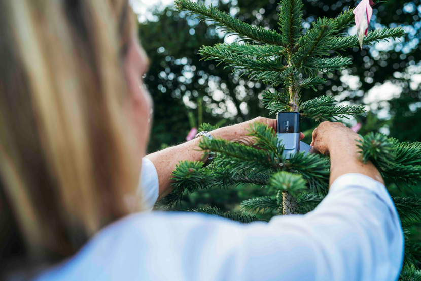 Track Your Christmas Tree S Journey From Denmark To Dubai
