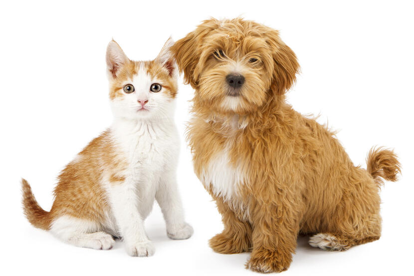 Pet Friendly Places In Dubai Things To Do Time Out Dubai