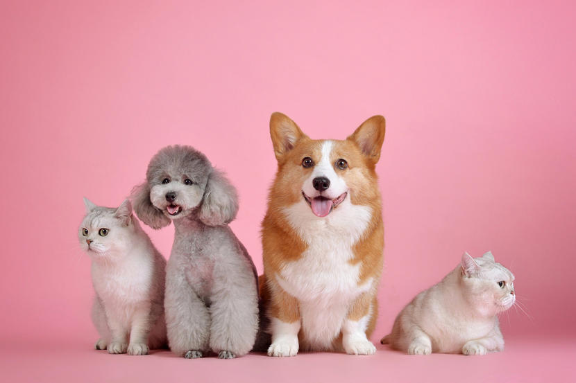 Pets In Dubai Shopping For Your Cats And Dogs Things To Do Shopping Community Time Out Dubai