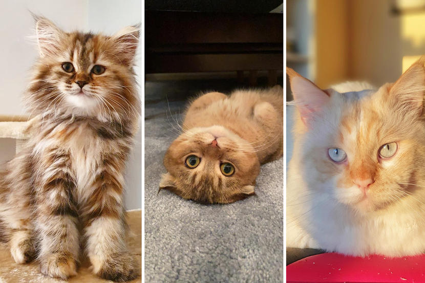 Best Purebred Cat Time Out Uae Virtual Pet Show Time In 2020 Time Out Dubai
