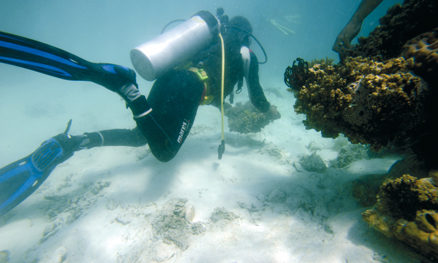 Conservation dive in Dubai | Community, Things To Do, Culture | Time