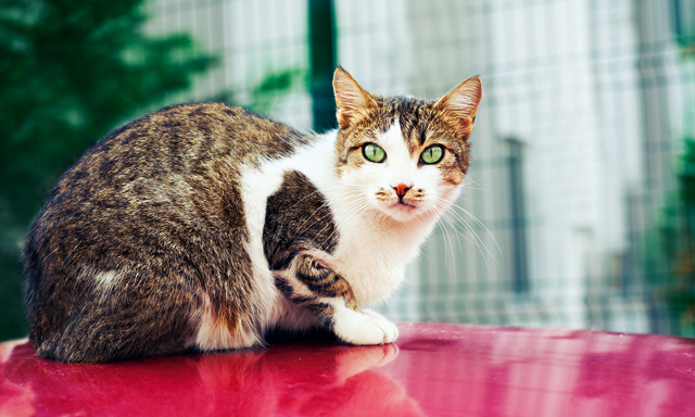 Stray cats in Dubai Community, Things To Do, Culture Time Out Dubai