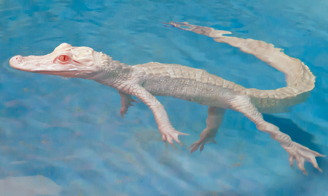 albino alligator plush