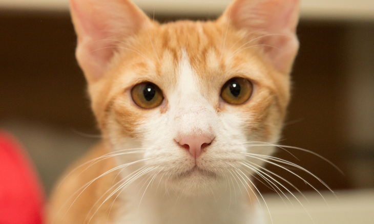 Six kittens you need to adopt in Dubai right now Community, Things To