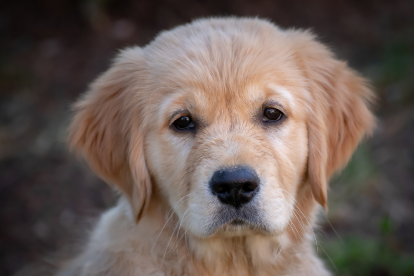 Dog Friendly Cafes And Pubs In Dubai Restaurants Time Out Dubai