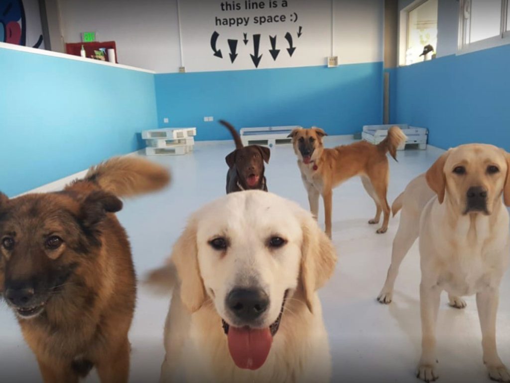 Dog playtime near shop me